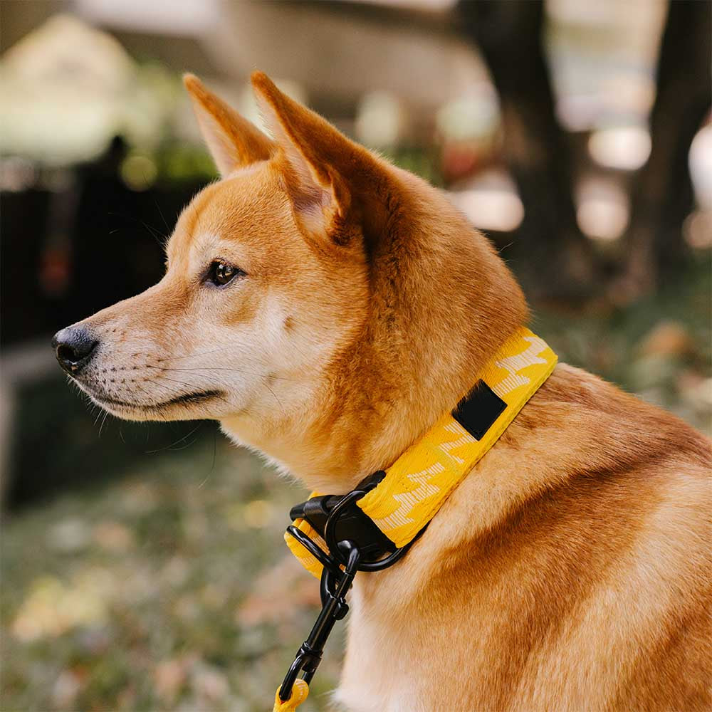 Adjustable Nylon Dog Collar – Reflective, Comfy, Durable