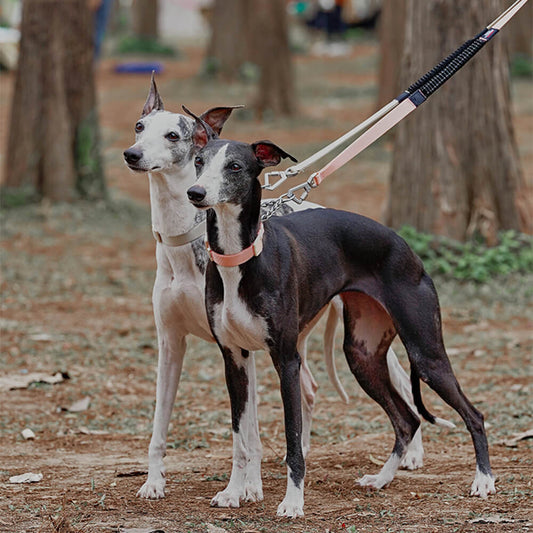 Martingale Training Collar – Anti-Pull, adjustable