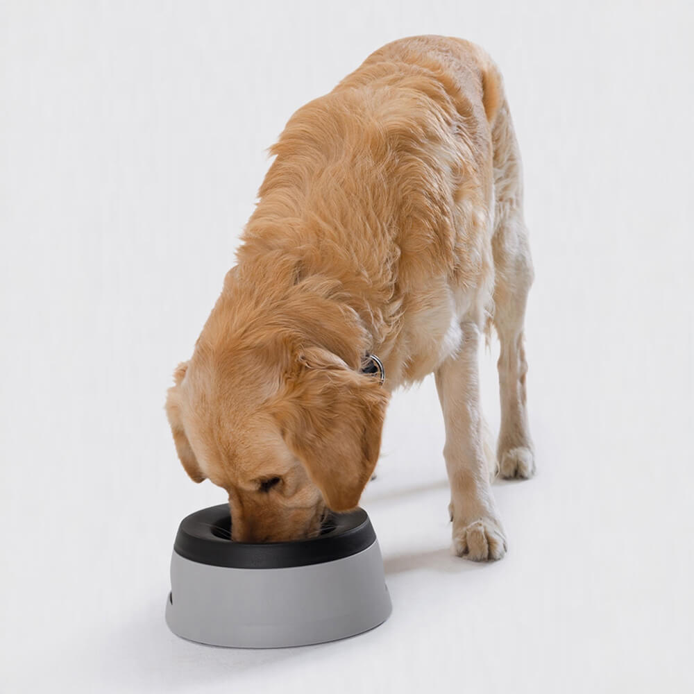 No-Spill Car Dog Water Bowl – Floating Disk, Non-Slip