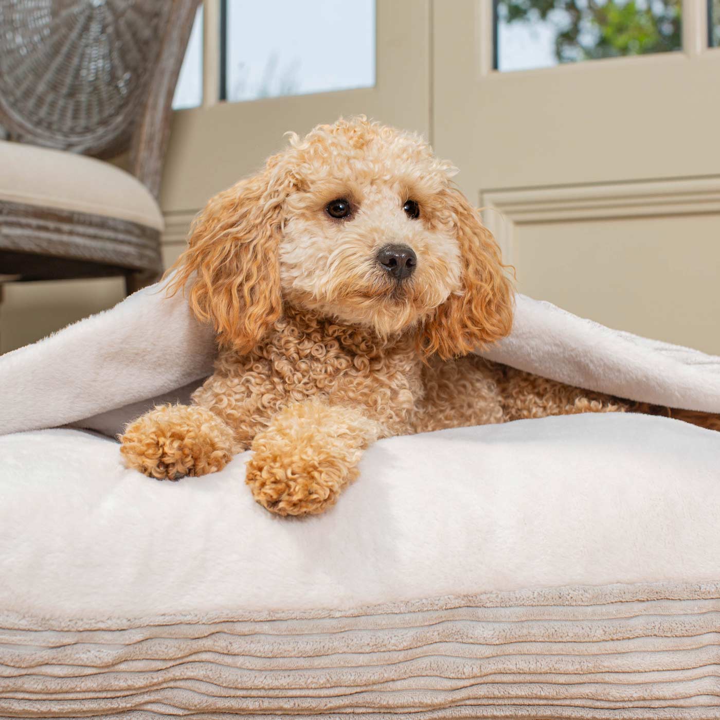 Burrow Dog Bed – Light Grey Plush Sleepy Bed with Hooded Cover & Washable Cushion by Lords & Labradors