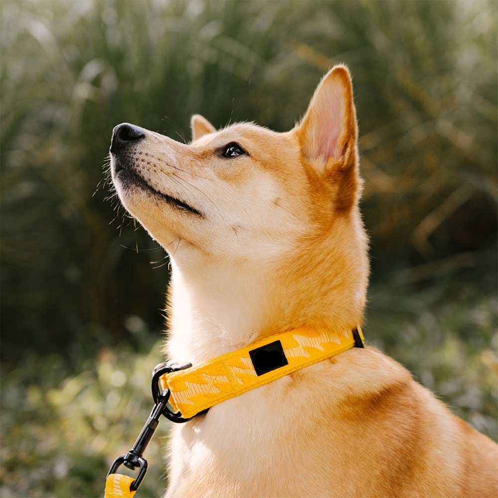 Adjustable Nylon Dog Collar – Reflective, Comfy, Durable - mafooouk