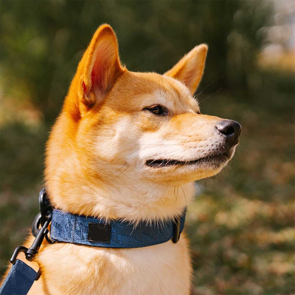 Adjustable Nylon Dog Collar – Reflective, Comfy, Durable - mafooouk