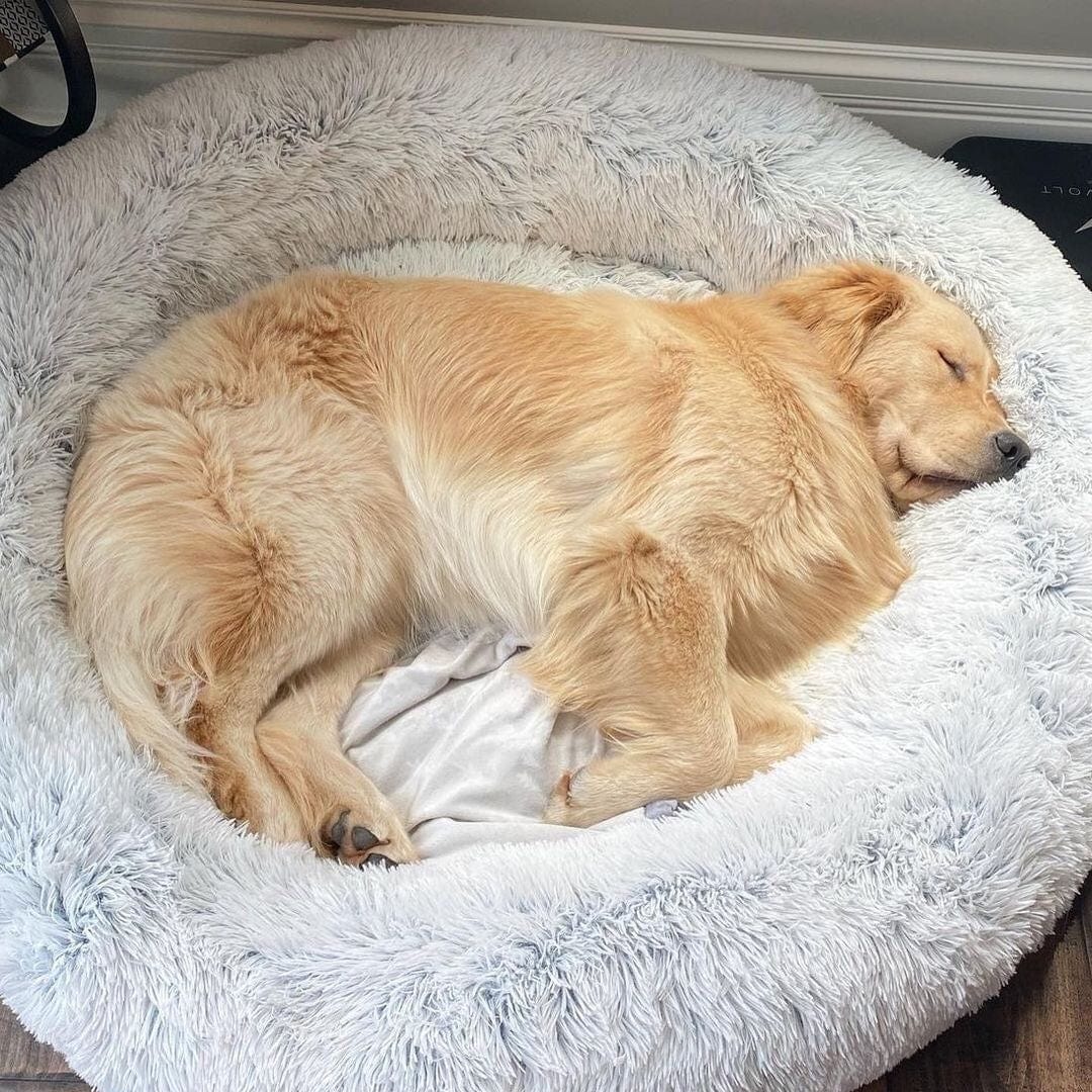 Calming Dog Bed – SnuggleNest Anti - Anxiety Plush Washable Cushion for Pets - mafooouk