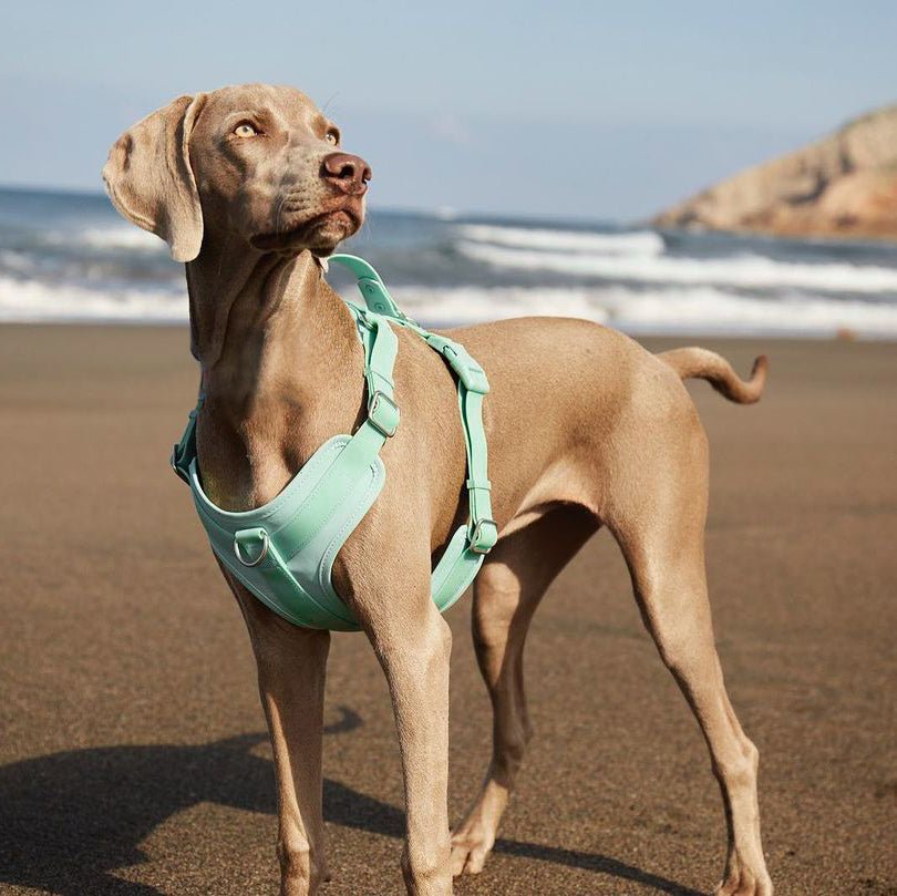 Gummy Dog Harness - mafooouk