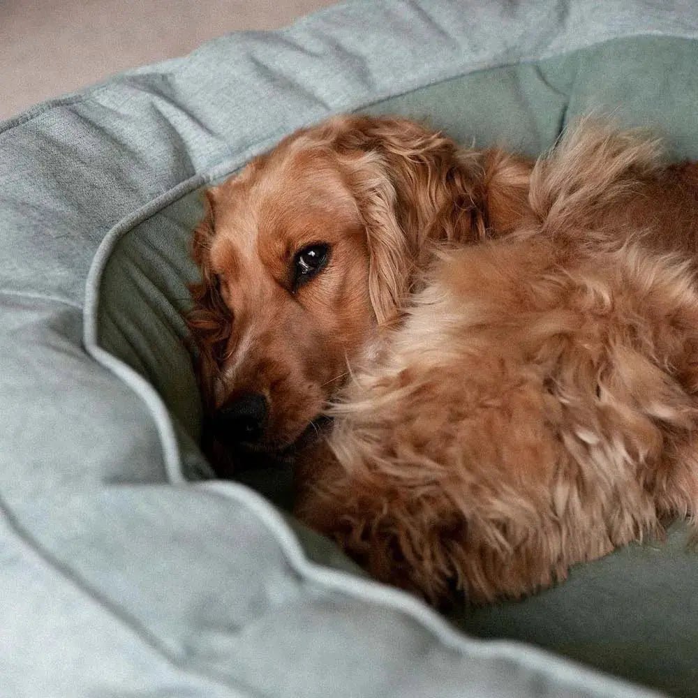 Orthopedic Calming Donut Dog Bed – Waterproof - mafooouk