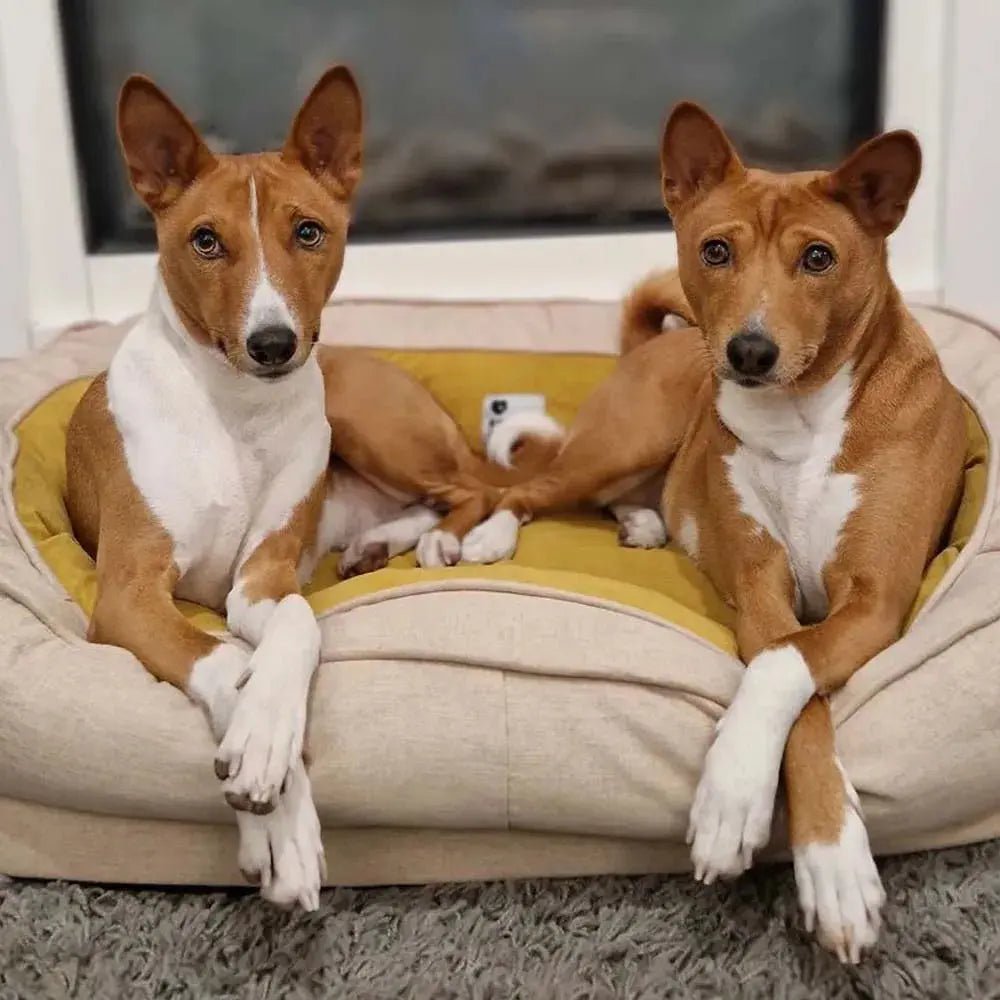 Orthopedic Calming Donut Dog Bed – Waterproof - mafooouk