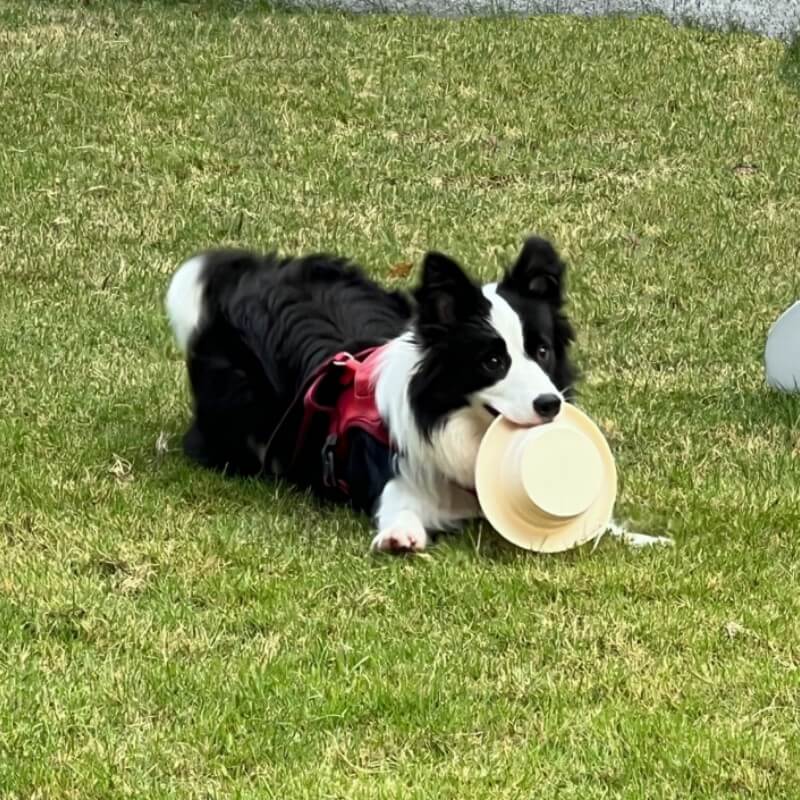 Collapsible Dog Bowl – Portable Silicone Travel Bowl, 500 ml