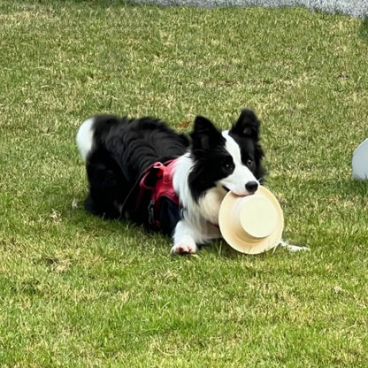 Collapsible Dog Bowl – Portable Silicone Travel Bowl, 500 ml