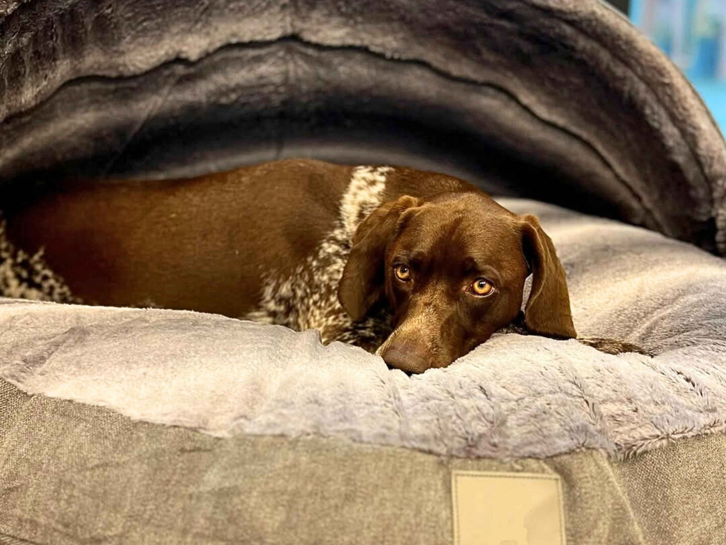 Dog Cave Bed – Grey Luxury Covered Calming Sofa with Removable Hood & Washable Cover