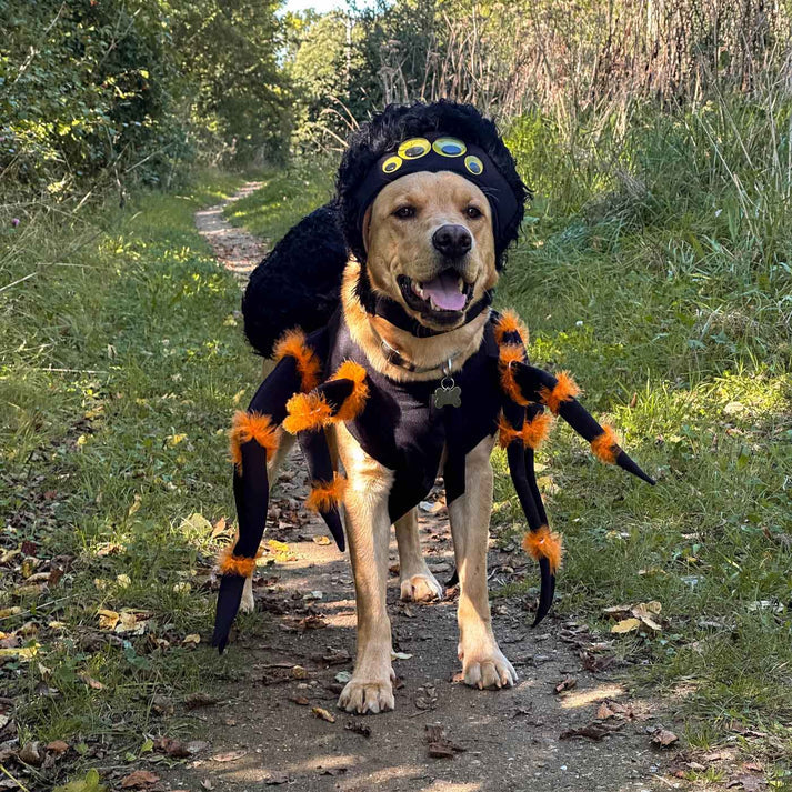 Spider Dog Costume – Creepy Crawly Pet Outfit for Halloween